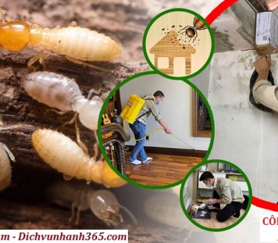 Diệt mối – Diệt côn trùng