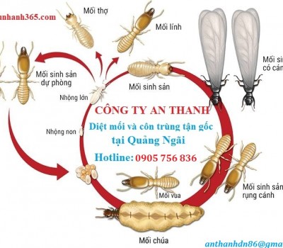 Diệt mối – Diệt côn trùng