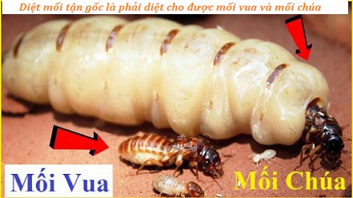 dịch vụ diệt mối tận gốc vĩnh điện