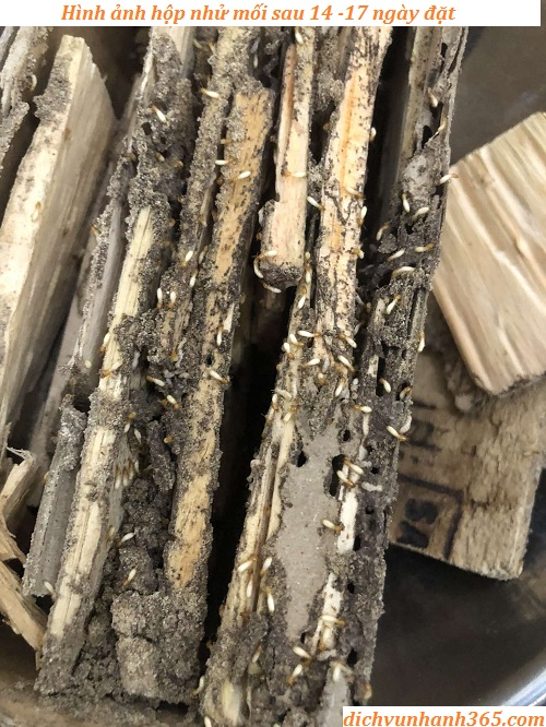 diệt mối giá rẻ vĩnh điện
