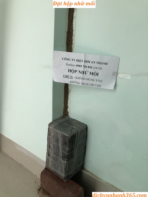 diệt mối uy tín tại vĩnh điện