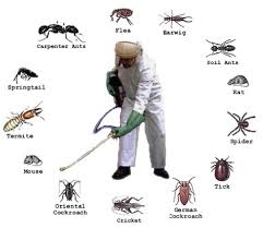 diệt côn trùng gây hại quảng nam